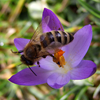 biene krokus Das Bienenjahr im Naturpark