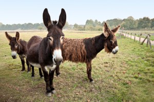Esel-Trekkingtour für Familien