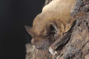 Ungeheuerliches am Waldsee