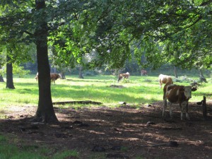 Kühe im Wald? Die Waldweiden der Waldenburger Berge