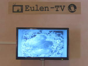 komp_140701_eulenkasten_2