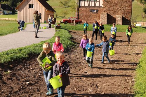 Bei vielen neu angelegten Blühflächen haben Kinder die Samen eingesät – wie hier im Vogtsbauernhof in Gutach. (Foto: Dangel/Naturpark)
