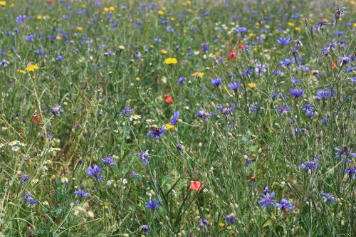 Bunte Vielfalt – nicht nur schön anzusehen, sondern überlebenswichtig für die Insektenvielfalt. (Foto: Wahli/Naturpark)