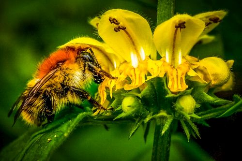 Zu den gefährdeten Wildbienen gehören auch Hummeln. (Foto: Bettina Böhme)