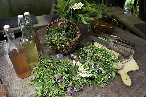 20190413 WildkräutertourMitFlammenkuche 7 20190413 WildkräutertourMitFlammenkuche 7 Schwarzwald Guide Tour: Wildkräutertour mit Flammkuchen