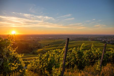 Bio Woche 2 Bio Woche 2 Kosten, kochen, ernten: Die Bio Woche der Bio Musterregion Mittelbaden+