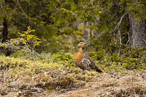 Fürs Auerhuhn und seine Küken sind lichte Flächen überlebensnotwendig, auf denen auch die Hauptnahrung Heidelbeere gedeiht. (Foto: carctiswede/iStock)