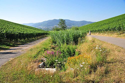 Inmitten der Weinberge werden Wiesen, Büsche und Tümpel gepflegt (Foto: Naturpark Schwarzwald Mitte/Nord)