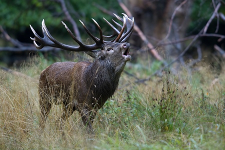 Hirsch Hirsch Familie Rothirsch auf der Spur