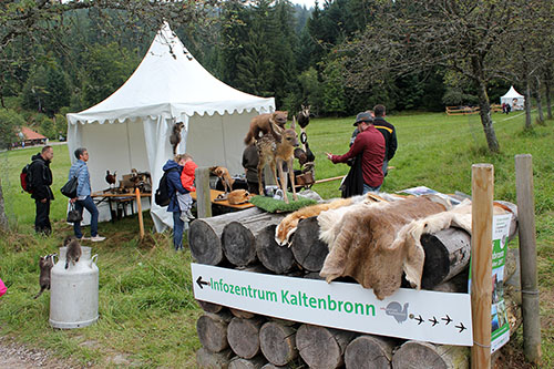 Kaltenbronn05 Kaltenbronn05 Besucheransturm auf dem Kaltenbronn