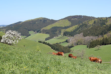 Landschaft1 Landschaft1 VALOR Lehrpläne werden entwickelt