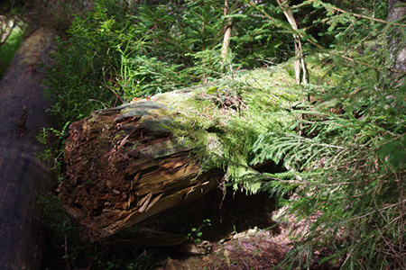 NaTour01 NaTour01 NaTour im Stürmlesloch