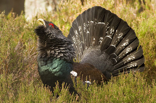 Naturpark Schwarzwald Blog Auerhuhn c shutterstock Mark Medcalf 103891148 990x660 Naturpark Schwarzwald Blog Auerhuhn c shutterstock Mark Medcalf 103891148 990x660 Der Auerhahnweg in Tennenbronn