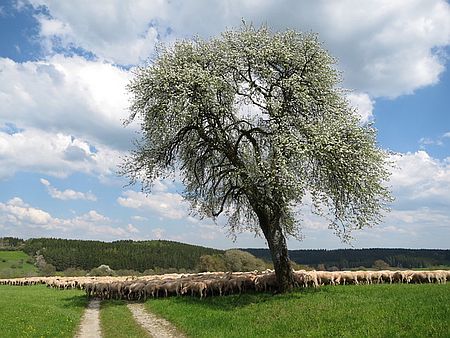 Schafspaziergang Kober Artikelbild Schafspaziergang Kober Artikelbild Schwarzwald Guide Tour: Spaziergang zu den Schafen