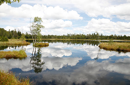 Wildseemoor