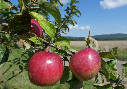 (c) Naturpark Soonwald-Nahe