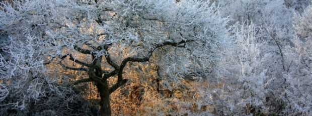 Winterzauber im Soonwald (c) Naturpark Soonwald-Nahe