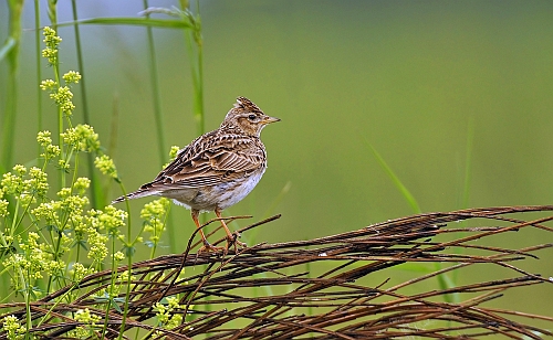 Die Feldlerche (c) VDN/blum