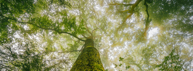 Baumkronen im Soonwald (c) Naturpark Soonwald-Nahe