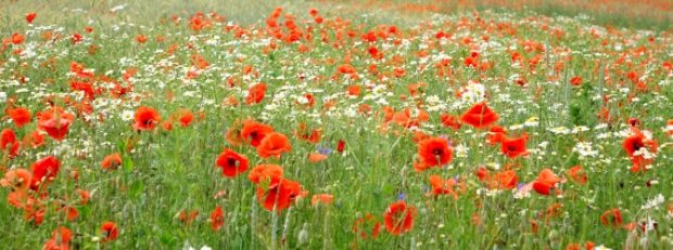 Mohnblumen im Naturpark Soonwald-Nahe (c) Naturpark Soonwald-Nahe