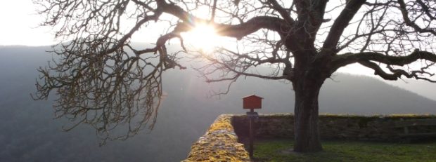 Auch einst gepflanzt. Alte Kastanie am Schloss Wartenstein (c) Naturpark Soonwald-Nahe