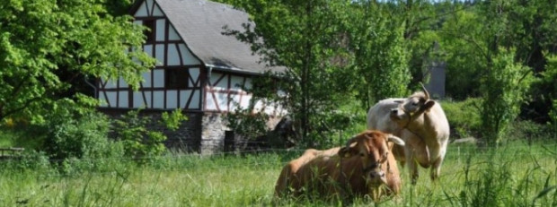 Glanrinder im Freilichtmuseum Bad Sobernheim (c) Naturpark Soonwald-Nahe