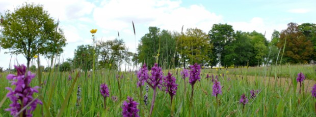 (c) Naturpark Soonwald-Nahe Orchideenwiese an der Nunkirche in Sargenroth