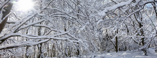 Winterwald (c) Naturpark Soonwald-Nahe