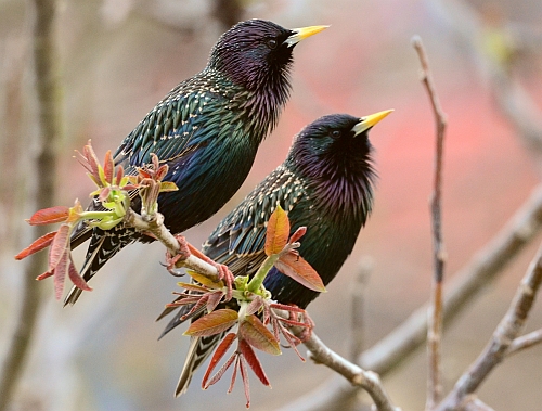 Der Star - Vogel des Jahres 2018 - Naturpark Soonwald-Nahe
