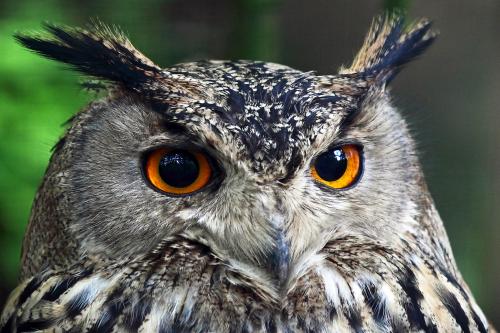 Uhu (c) VDN/Jürgen W. Matzner