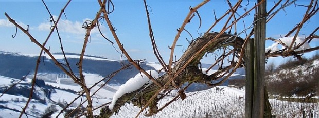 Winter im Weinberg (c) Naturpark Soonwald-Nahe