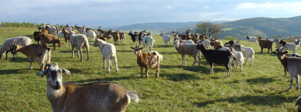 Landschaftspfleger bei der Arbeit (c) Naturpark Soonwald-Nahe