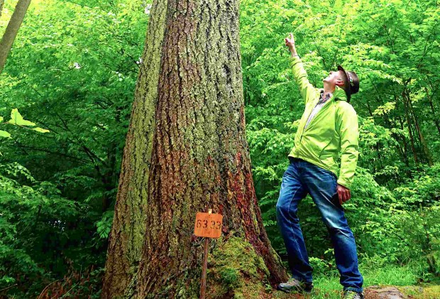 Höchsterbaum Bayerns - Der ehrenamtliche Naturparkführer Albert Steffl zeigt Interessierten gerne den mächtigen Baumriesen (Foto Victoria Schuler)