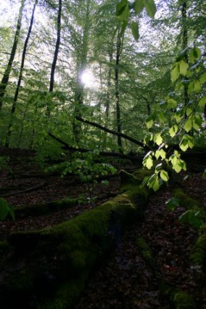 Abenteuer Wald