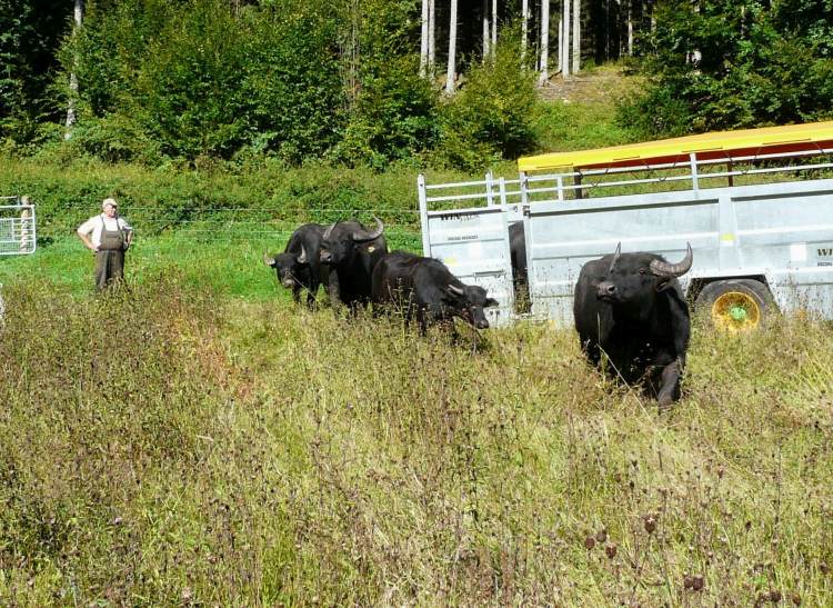 Ankunft der ersten Büffel an den Dianateichen. Links Schäfer Tausch Foto Salomon Ankunft der ersten Büffel an den Dianateichen. Links Schäfer Tausch Foto Salomon Erweiterung der Wasserbüffelweide