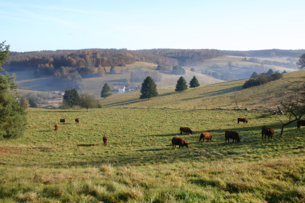 Rinder eines Grünland-Spessart-Mitgliedsbetriebs bei Rothenbuch (Foto: Claudia Hahn)