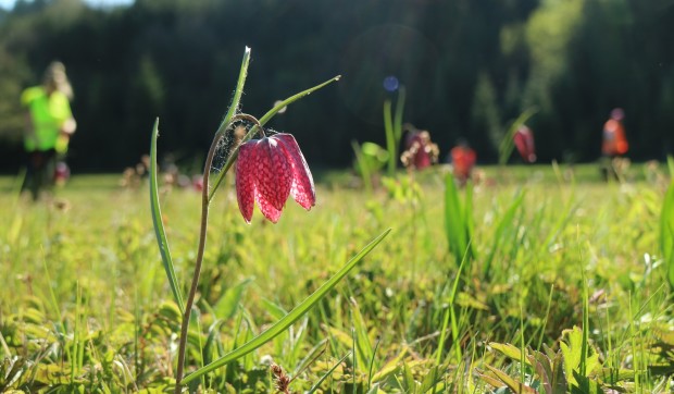 Ihr Lebensraum soll durch die Maßnahme erhalten werden: Schachblumen sind ein Wahrzeichen des Sinngrundes und im Naturschutzgebiet besonders häufig zu bewundern (Bildautor: Andreas Schätzlein)