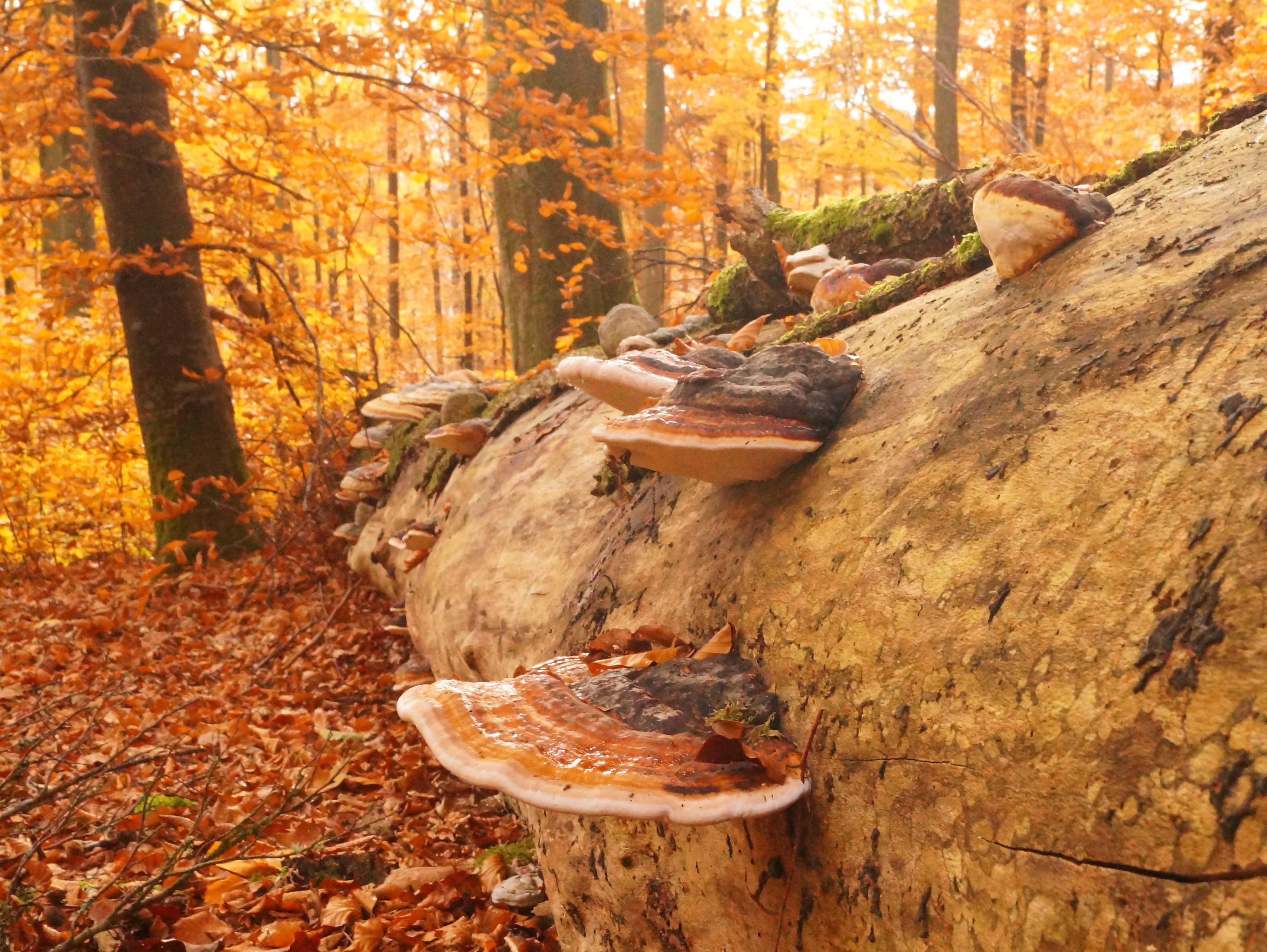 Einblicke in das Leben der Bäume - Naturpark Spessart
