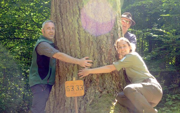 Julian Bruhn, Albert Steffl und Naturpark-Rangerin Victoria Schuler brauchen alle sechs Arme um den Stamm zu umfassen (Foto Jennifer Weidle)