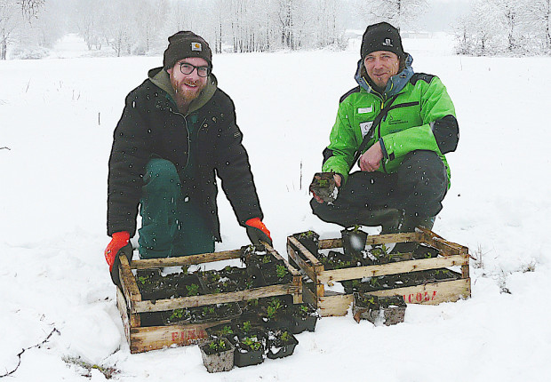 Dominic Herteux und Christian Salomon bei der Arnika-Auspflanzung (Foto Felix Kühne)