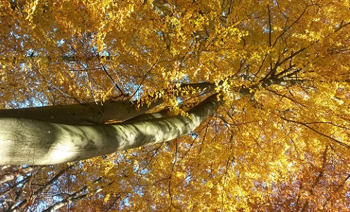 Herbstliche Baumkrone Genusswandern im Herbst