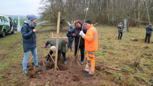IMG 4519 620x349 Viele helfende Hände bei Obstbaumpflanzung im Landkreis Main Spessart