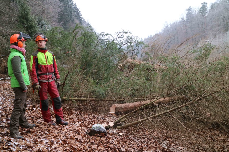 Hier die Gebietsbetreuerin im Kaltenbachgrund bei der Fällung. (Foto: Juian Bruhn)