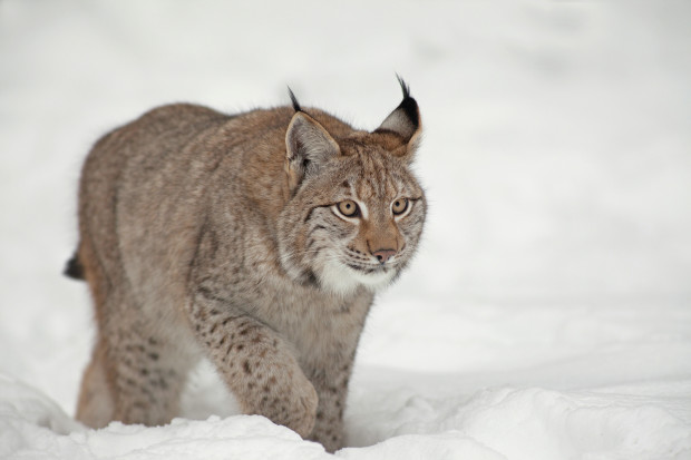 Luchs