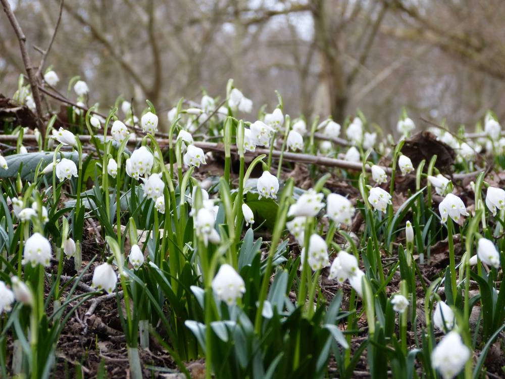 Märzenbecher erste Frühlingsboten Naturpark Spessart