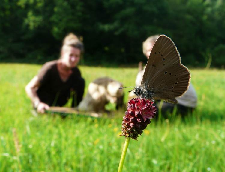 Ameisenbläuling auf einer Blüte des Großen Wiesenknopfs (Foto: C. Salomon)