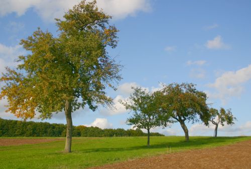 Obstbäume (Foto: Naturpark Spessart e.V.)