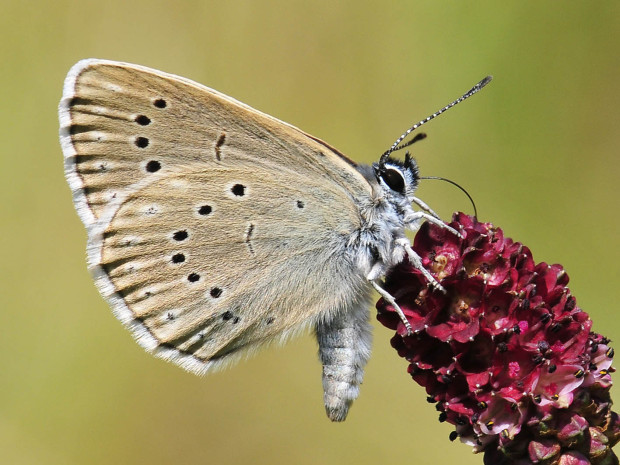 Heller Wiesenknopf-Ameisenbläuling (Foto Torsten Ruf)