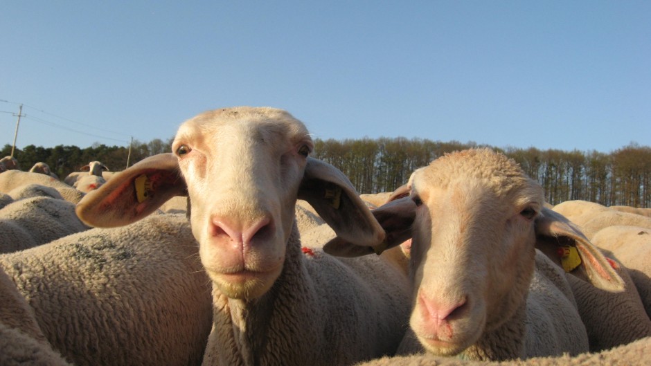 Schafe des Betriebs Michler aus Adelsberg (Foto: Christiane Geiger)