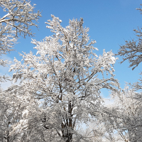 schneebedeckte Bäume im Spessart (Foto C. Salomon)